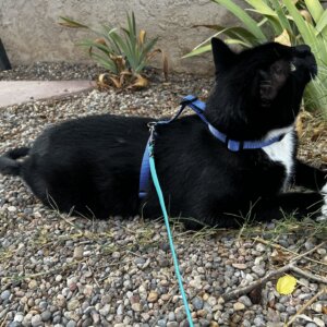 Nori the cat sky blue harness