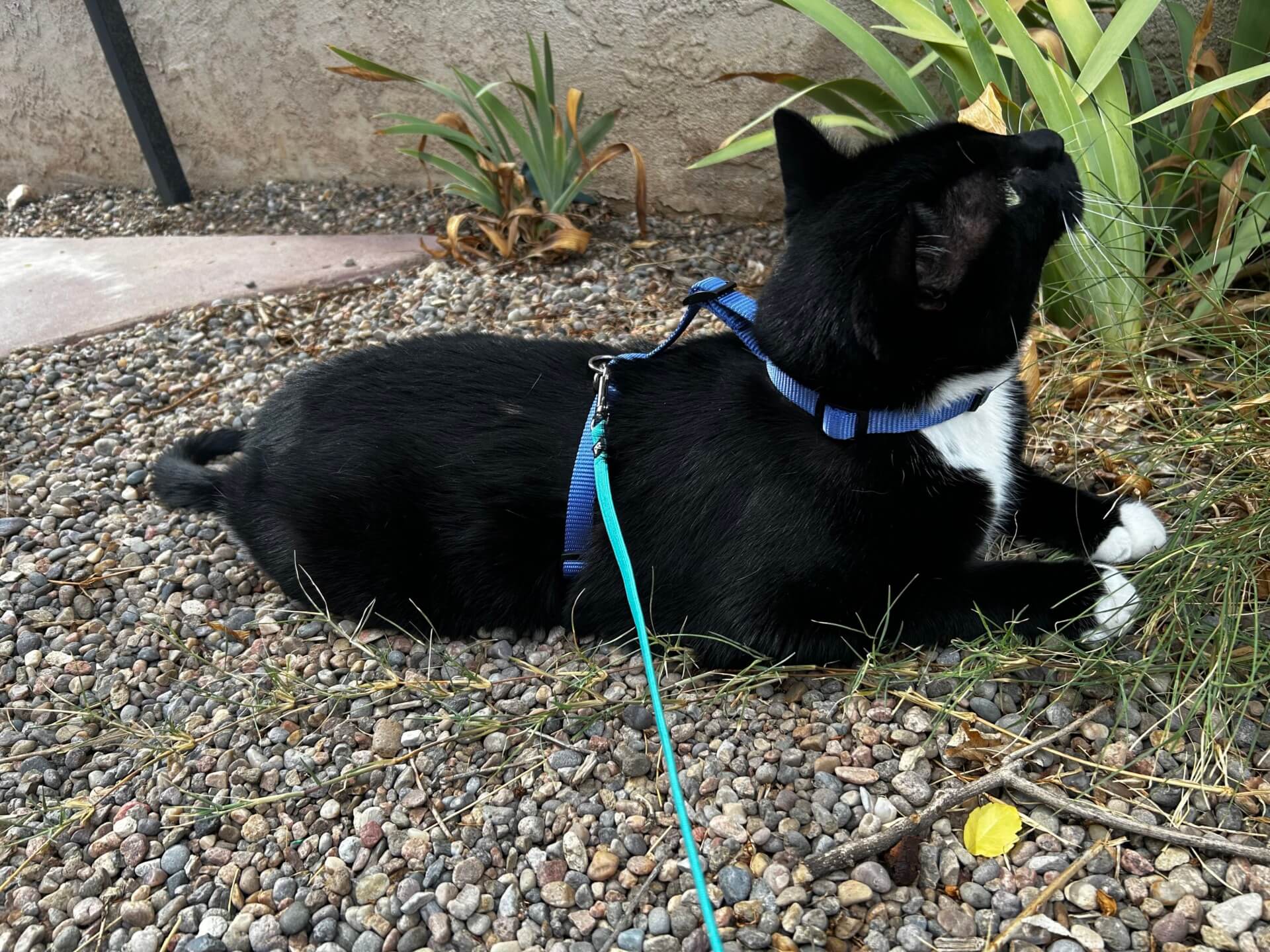 Nori the cat sky blue harness