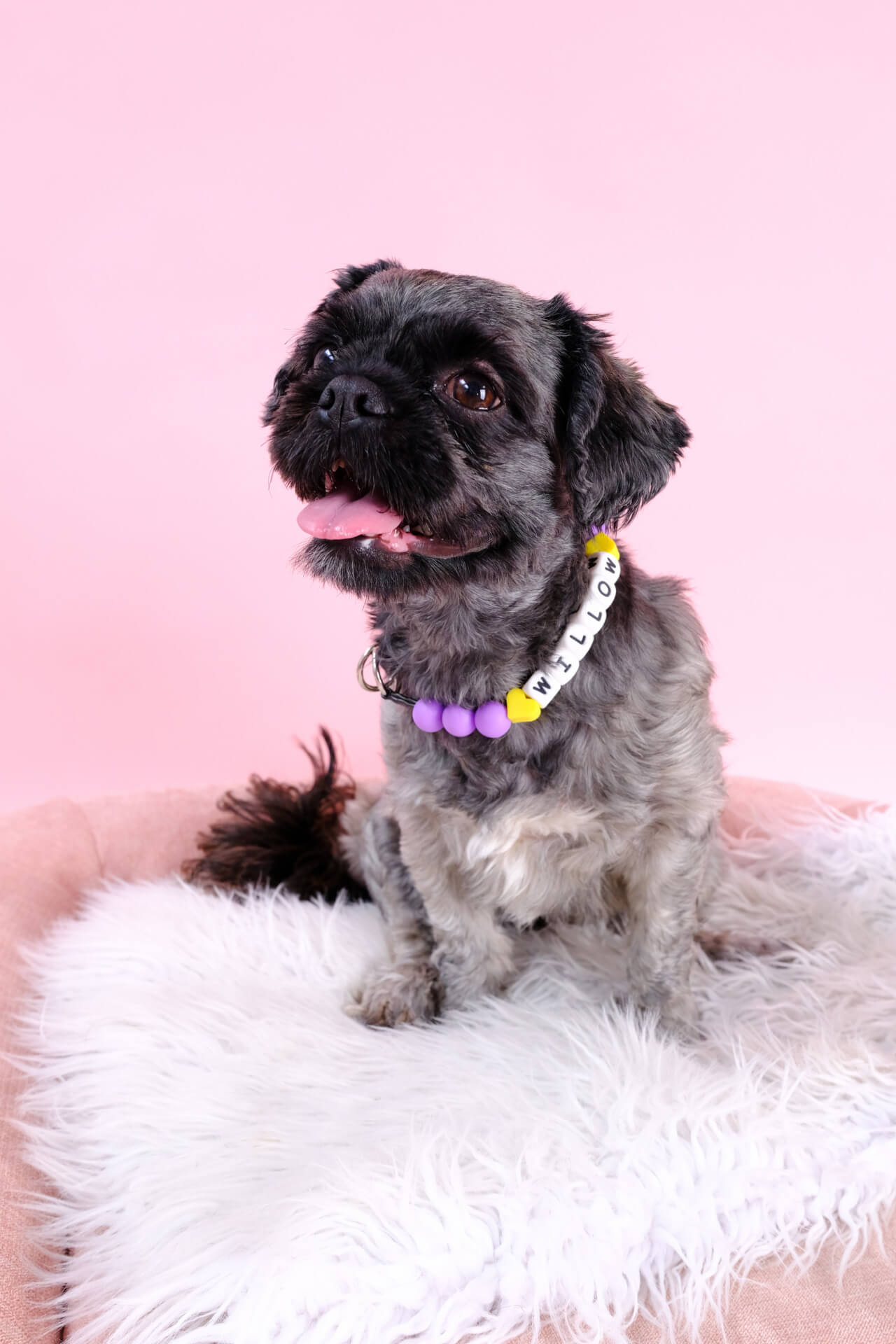 Willow in beaded collar with Name