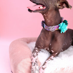 asuki jade dog collar pink background