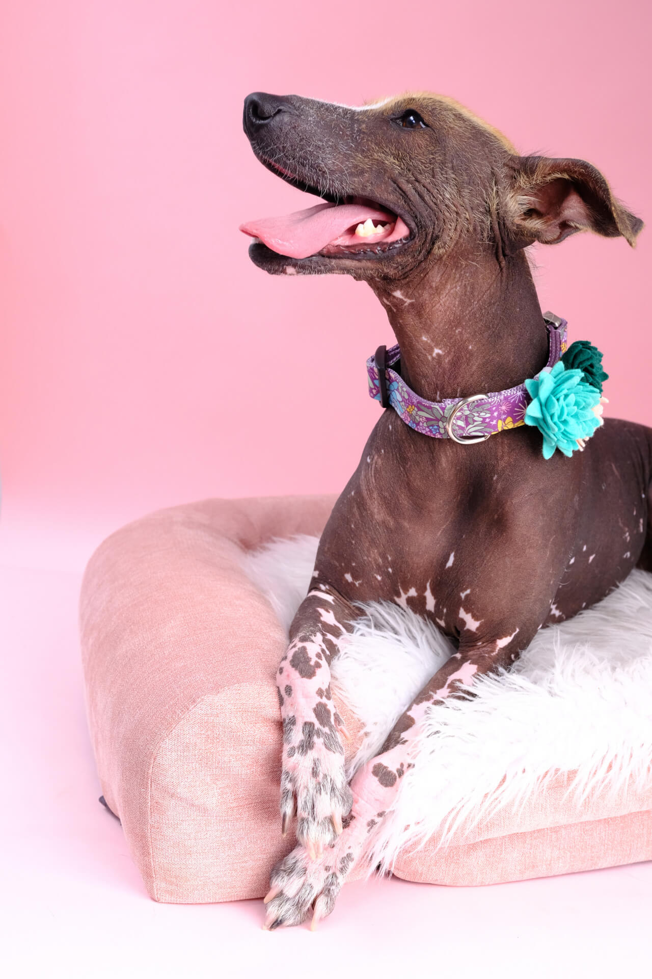 asuki jade dog collar pink background