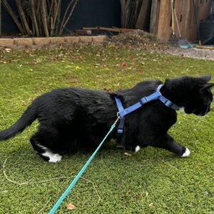 cat sky blue harness