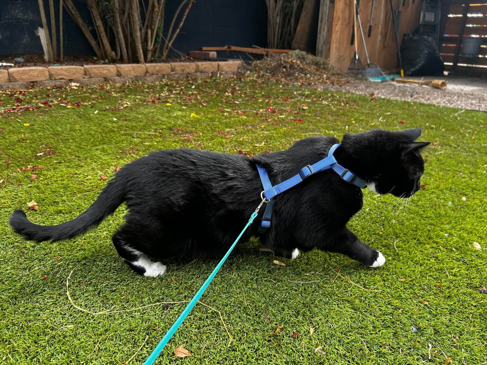 cat sky blue harness
