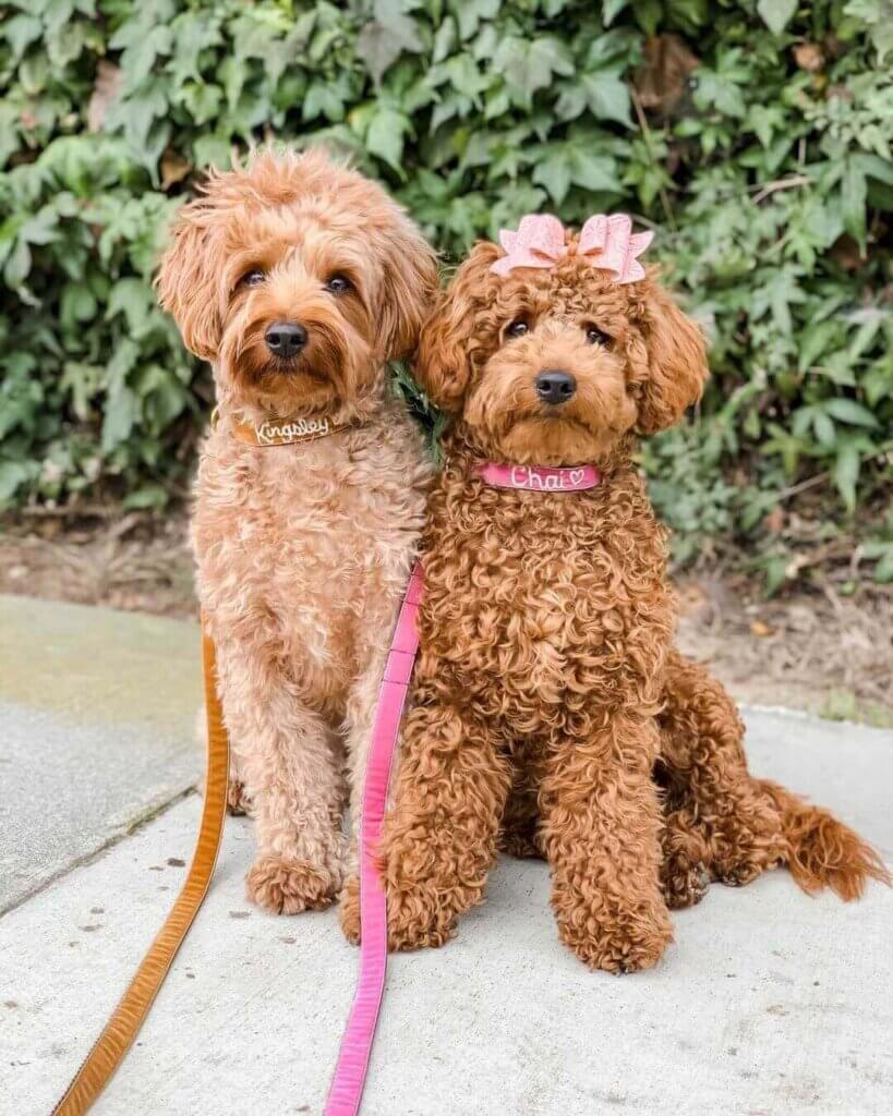 Two dogs with embroidered collars and matching leashes posing together for a photo