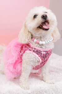 Toy dog wearing a glittery pink dress and a beaded collar with the name Suzie