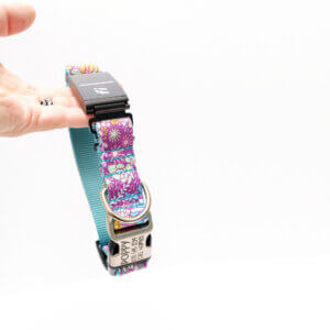 fi dog collar purple succulent dog collar Jade pattern
