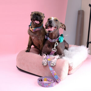 girl talk suki gertie laughing pink background