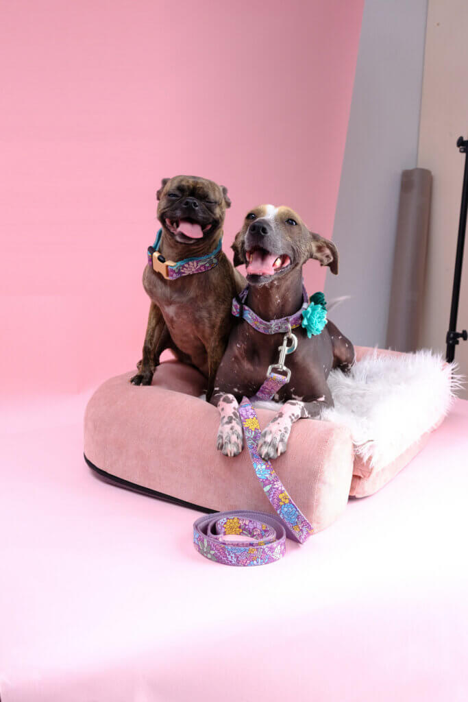 girl talk suki gertie laughing pink background