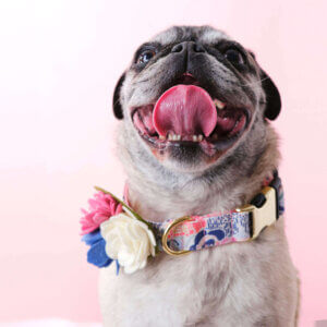 A pug named Maggie smiling with her tongue out while sporting a bespoke collar with flowers
