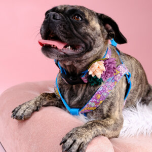 pheobe jade dog harness frenchie