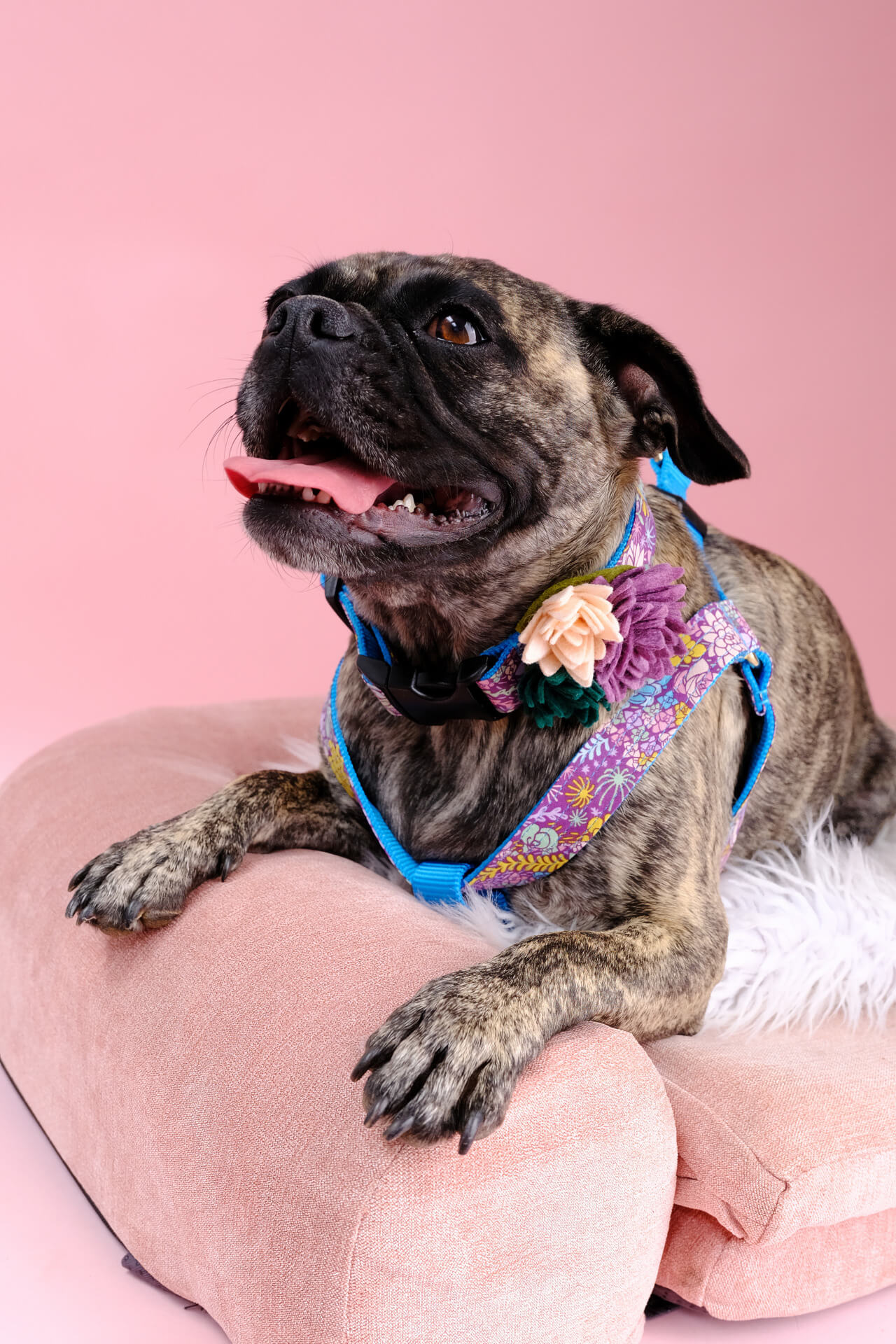 pheobe jade dog harness frenchie