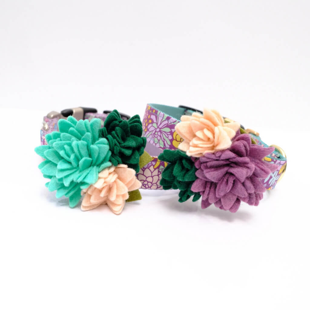 succulent for dog collar Jade