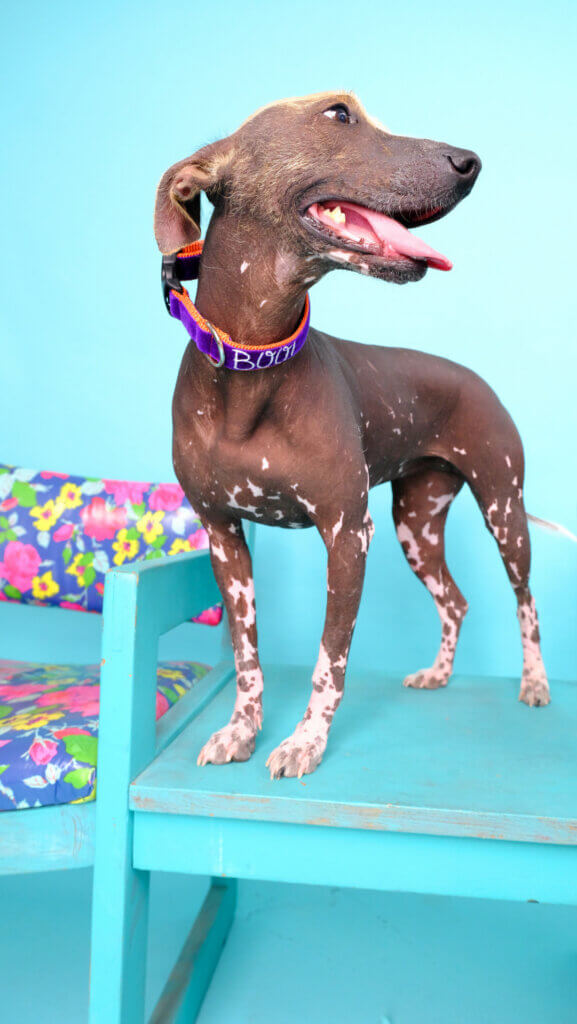 suki Boo halloween dog collar on xolo standing on a teal table