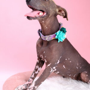 suki xolo succulent flower dog collar