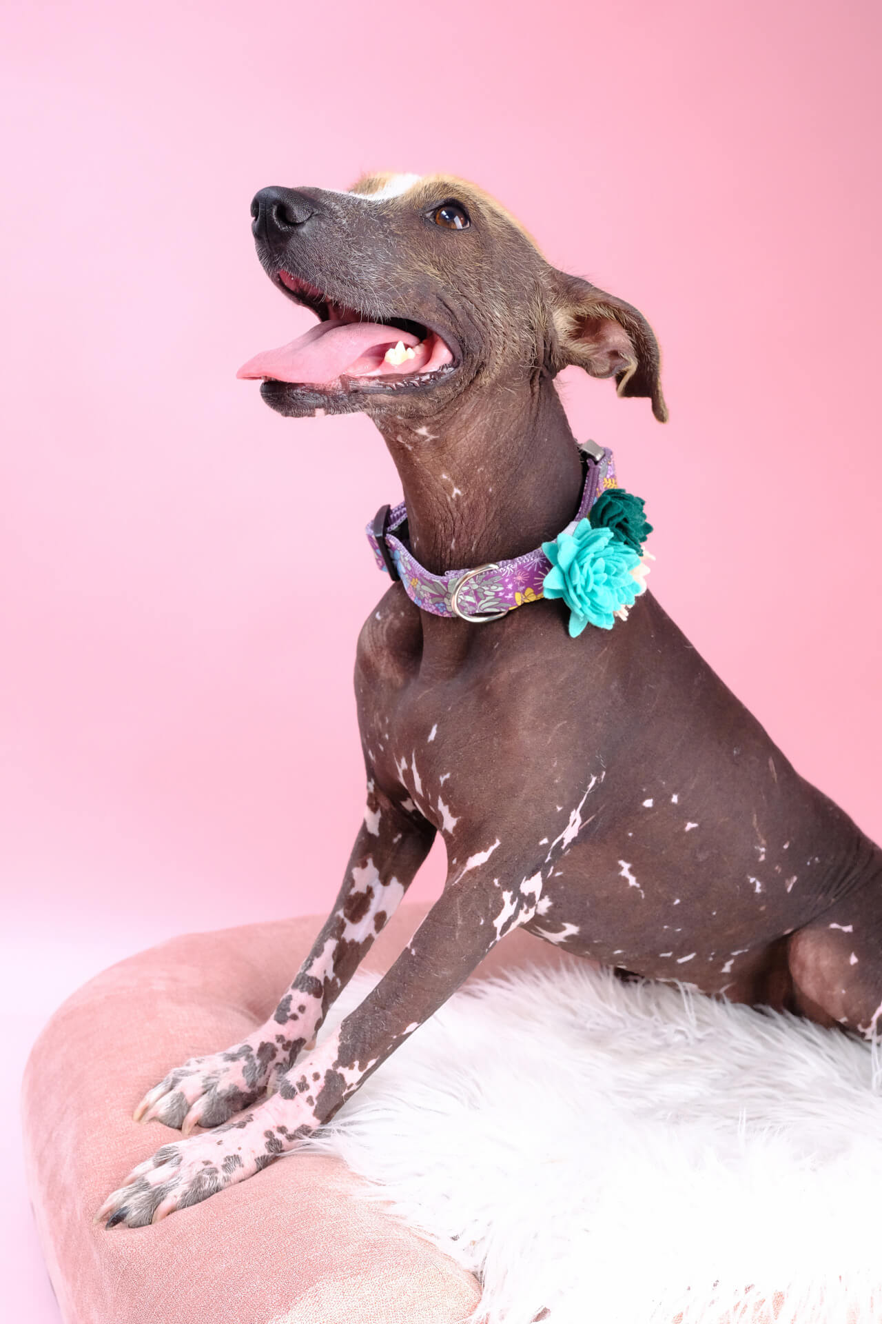 suki xolo succulent flower dog collar