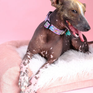 xolo suki in jade dog collar pink background