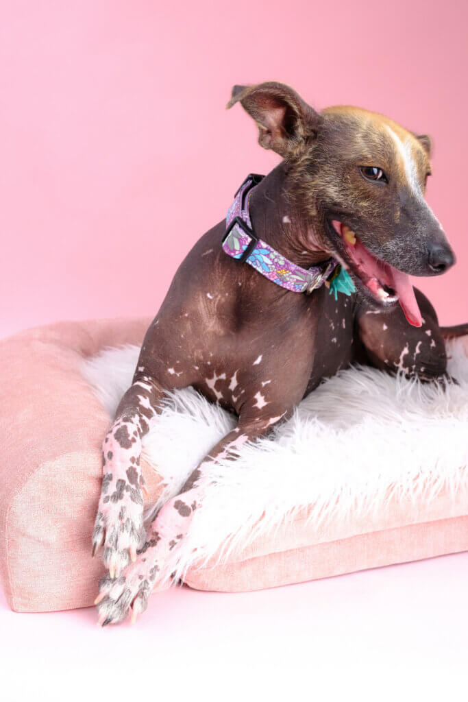 xolo suki in jade dog collar pink background
