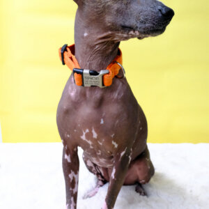chia xolo dog orange spice flannel dog collar