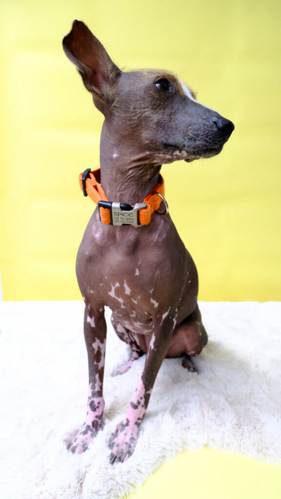 chia xolo dog orange spice flannel dog collar