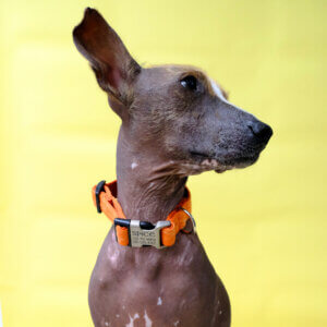 chia xolo dog orange spice flannel dog collar square