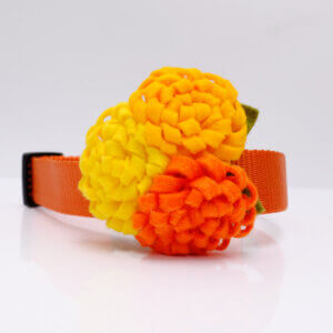 marigold flower for dog collar