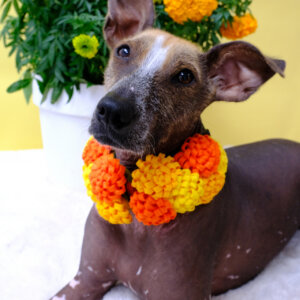 marigold flower xolo dog chia dia de los muertos