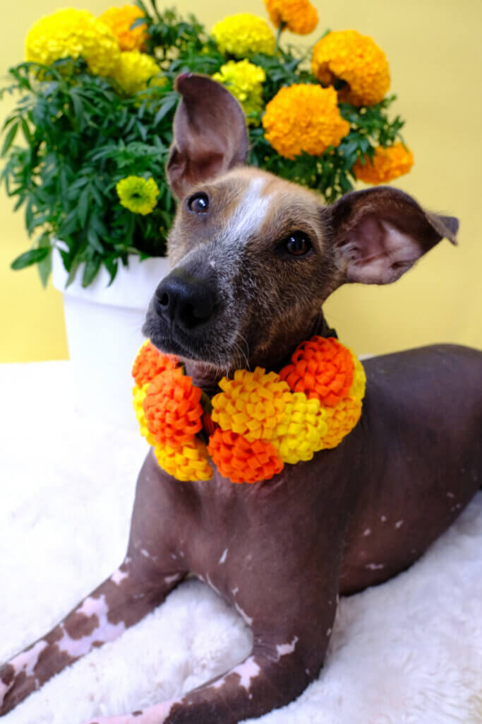 marigold flower xolo dog chia dia de los muertos