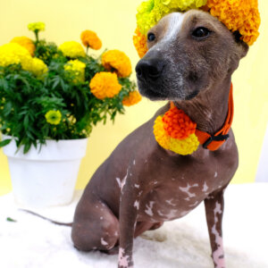 marigold flower xolo dog chia