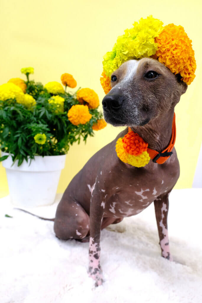 marigold flower xolo dog chia