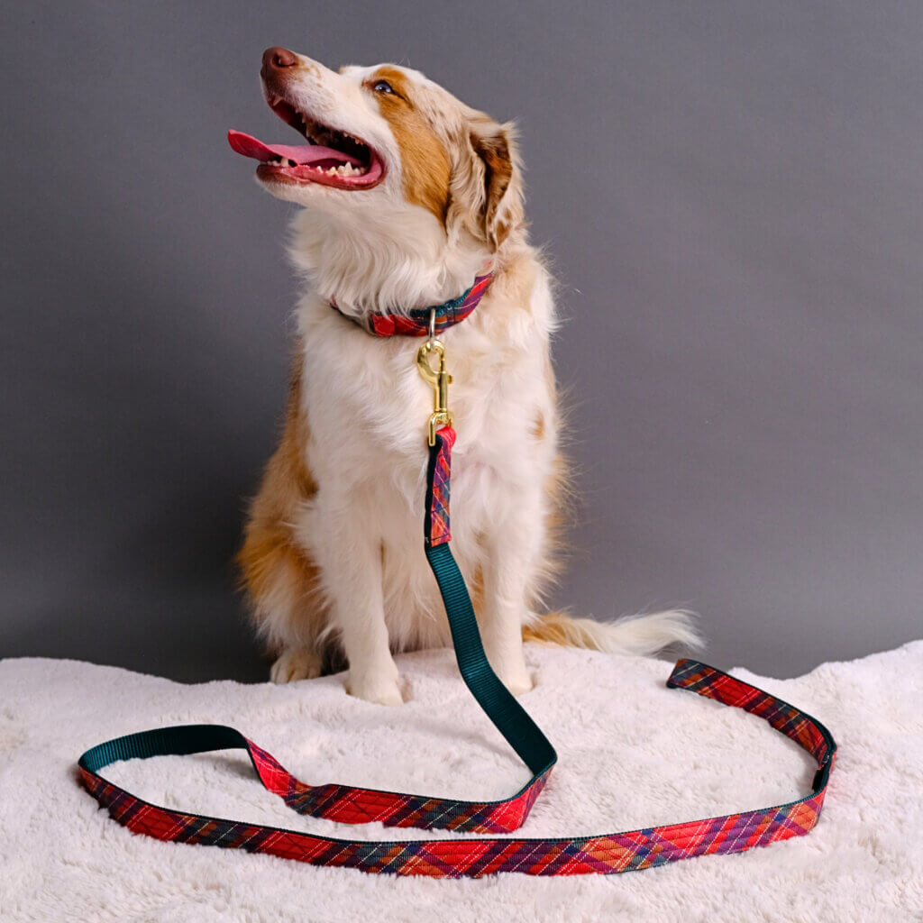 Aussie in Deck the Halls Holiday Tartan collar and leash