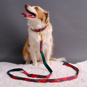 Aussie in Deck the Halls Holiday Tartan collar and leash