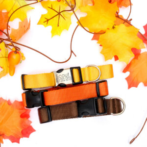 fall dog collars engraved buckles