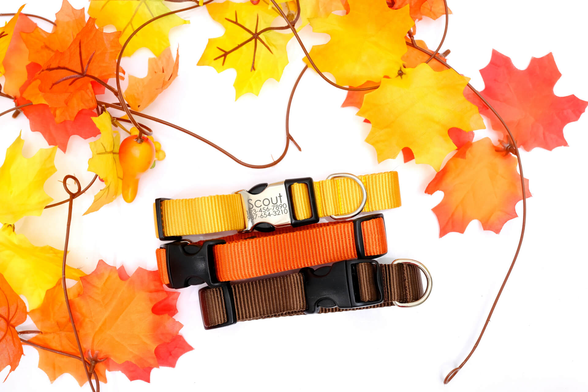 fall dog collars engraved buckles