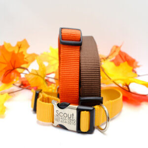 fall dog collars orange yellow brown