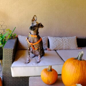flannel dog collar Chia plaid spice step IN harness