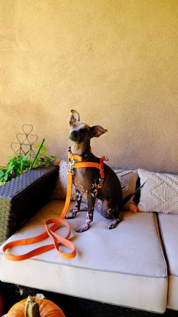 orange dog collar Chia plaid spice FULL SIZE