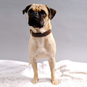 pug brown glitter starlight dog collar
