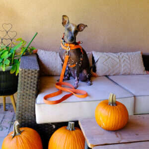 pumpkin dog collar Chia plaid spice SQUARE