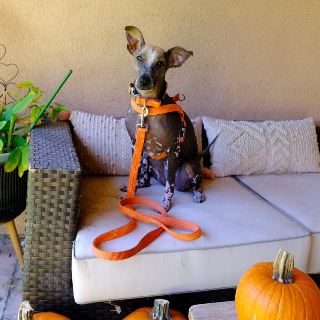 pumpkin dog collar Chia plaid spice2 SQUARE