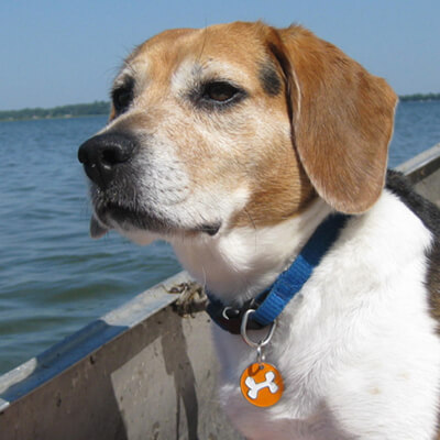 Dog IDs Bone Dog Tag