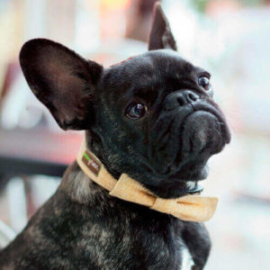 Bow Tie Dog Collar with Laser Etched Plastic Buckle