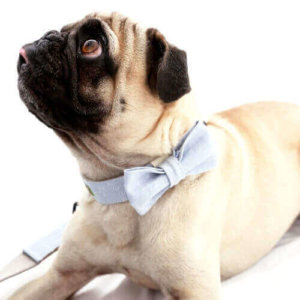 Bow Tie Dog Collar with Laser Etched Plastic Buckle