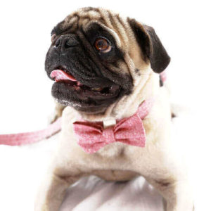 Bow Tie Dog Collar with Laser Etched Plastic Buckle