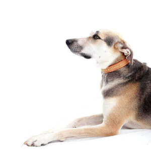 Personalized Leather Dog Collar -- The 'Bart'