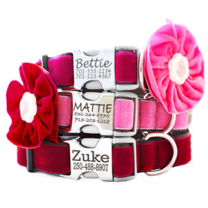 DD:Engraved Buckle Personalized Dog Collar *Bettie, Zoe & Holly