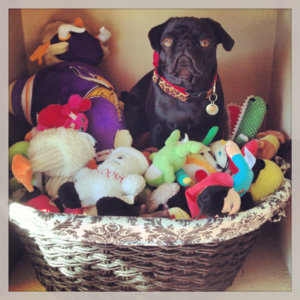 Velvet Leopard Dog Collar -- 8 Colors!