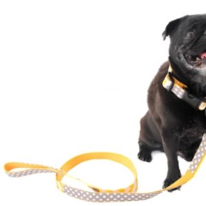 'Stewie' Designer Dog Collar