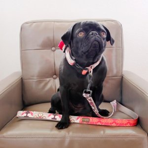 'Brandy' Designer Dog Collar