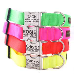 Personalized Neon Hunting Dog Collar *4 fluorescent colors